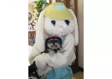 Easter Bunny for Visits